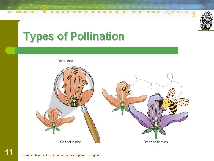 Types of Pollination 11 Forensic Science: Fundamentals & Investigations, Chapter 5 