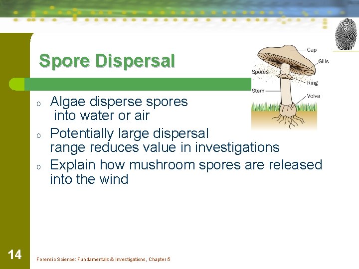 Spore Dispersal o o o 14 Algae disperse spores into water or air Potentially