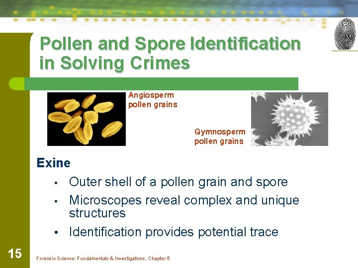 Pollen and Spore Identification in Solving Crimes Angiosperm pollen grains Gymnosperm pollen grains Exine