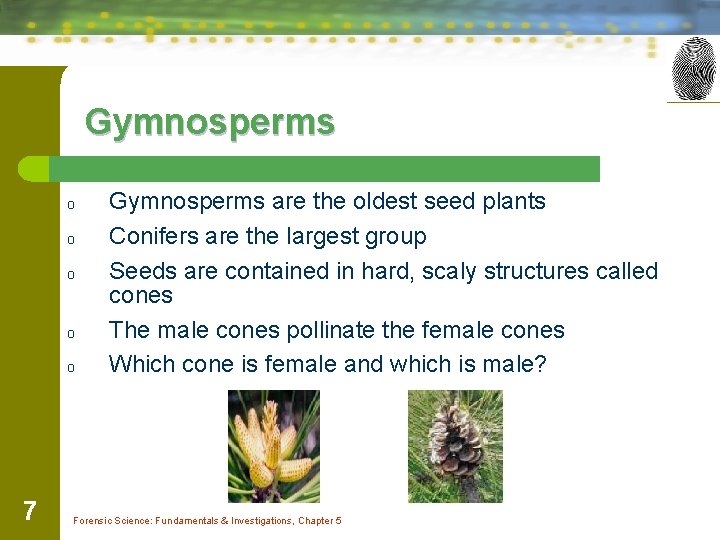 Gymnosperms o o o 7 Gymnosperms are the oldest seed plants Conifers are the