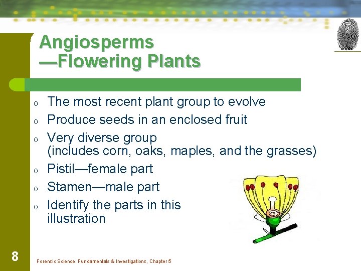 Angiosperms —Flowering Plants o o o 8 The most recent plant group to evolve