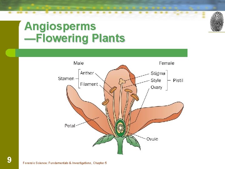 Angiosperms —Flowering Plants 9 Forensic Science: Fundamentals & Investigations, Chapter 5 