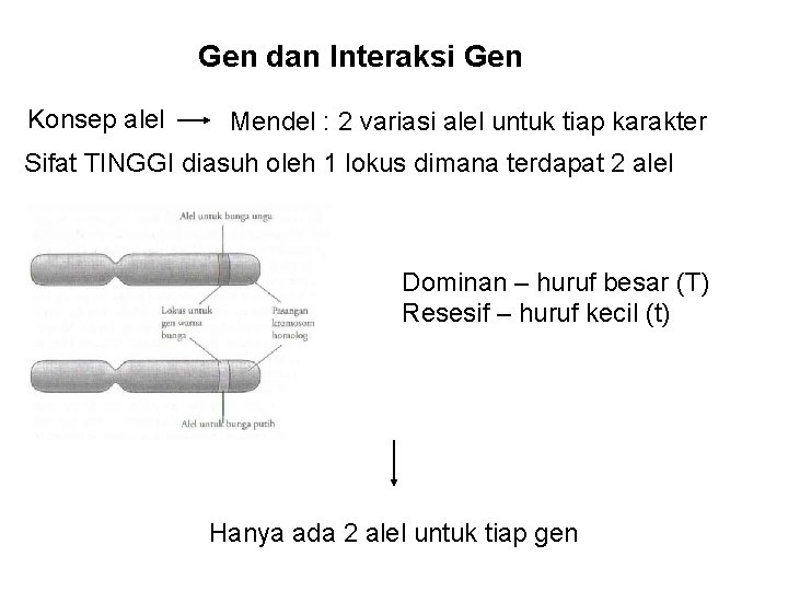 Gen dan Interaksi Gen Konsep alel Mendel : 2 variasi alel untuk tiap karakter