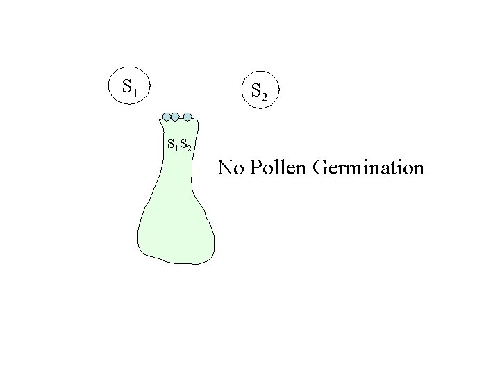 S 1 S 2 No Pollen Germination 