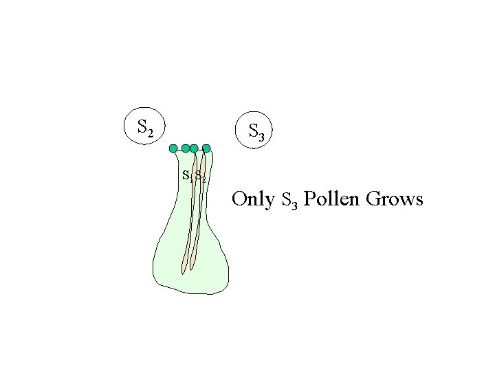 S 2 S 3 S 1 S 2 Only S 3 Pollen Grows 