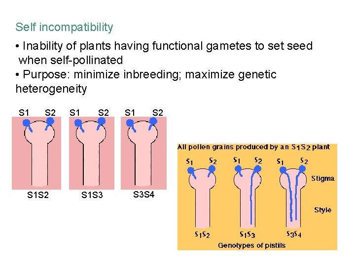 Self incompatibility • Inability of plants having functional gametes to set seed when self-pollinated