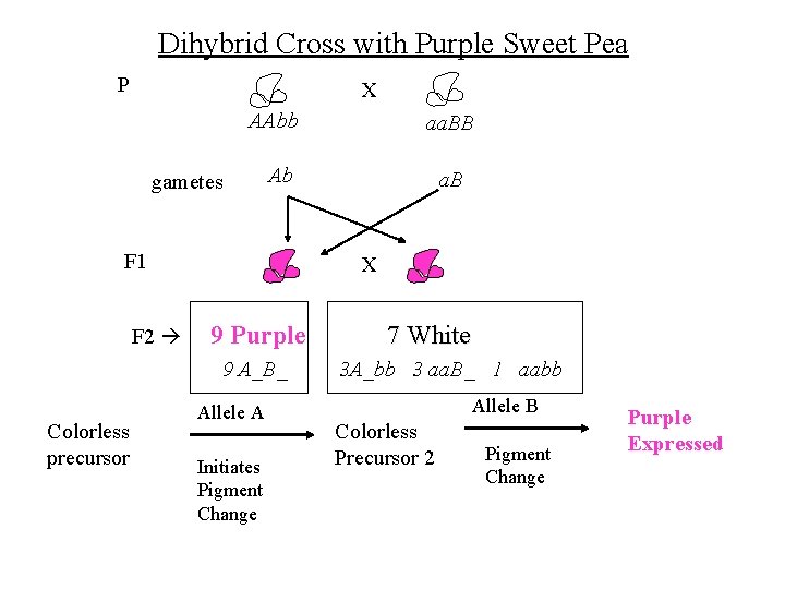 Dihybrid Cross with Purple Sweet Pea P X AAbb gametes Ab F 1 F