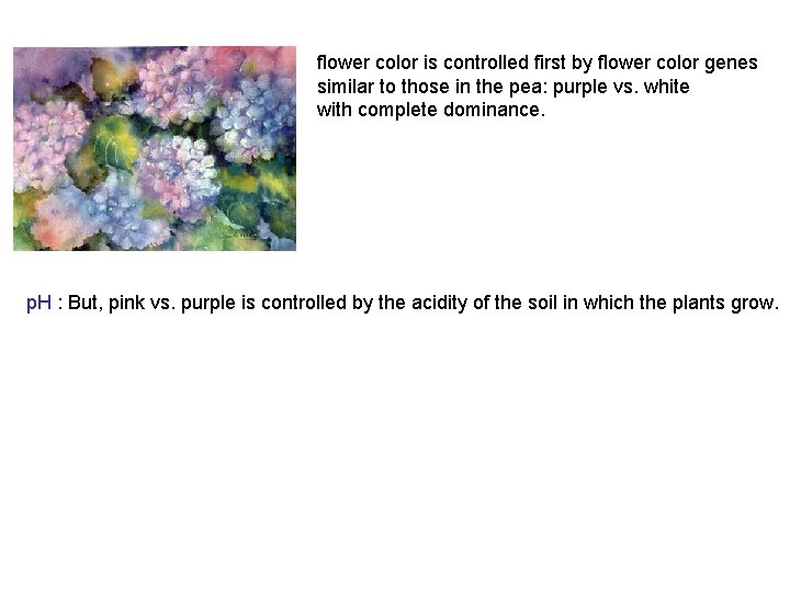 flower color is controlled first by flower color genes similar to those in the