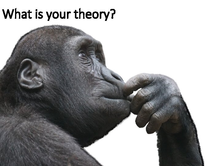 What is your theory? 