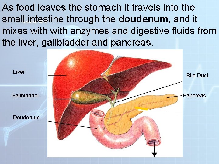As food leaves the stomach it travels into the small. Section intestine through the As food leaves the stomach it travels into the small. Section intestine through the