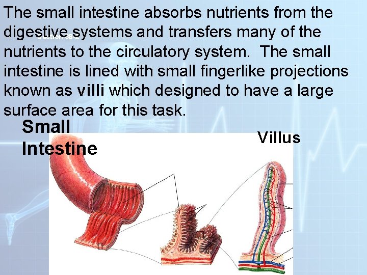 The small intestine absorbs nutrients from the digestive systems and transfers many of the The small intestine absorbs nutrients from the digestive systems and transfers many of the