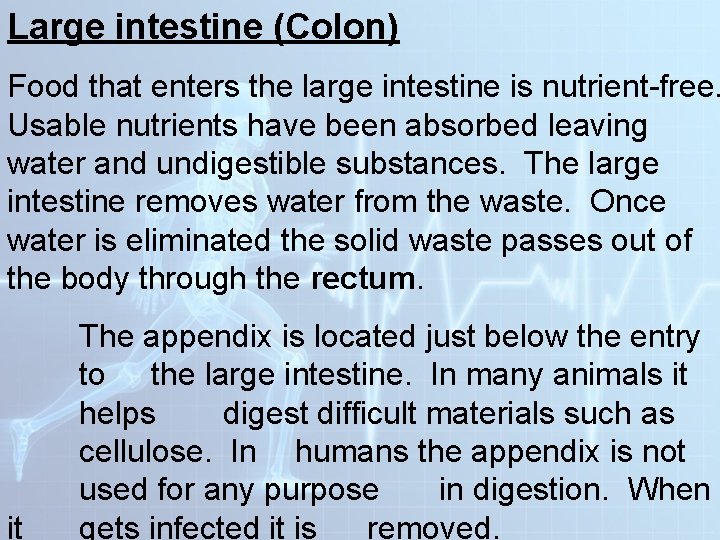 Large intestine (Colon) Food that enters the large intestine is nutrient-free. Usable nutrients have Large intestine (Colon) Food that enters the large intestine is nutrient-free. Usable nutrients have