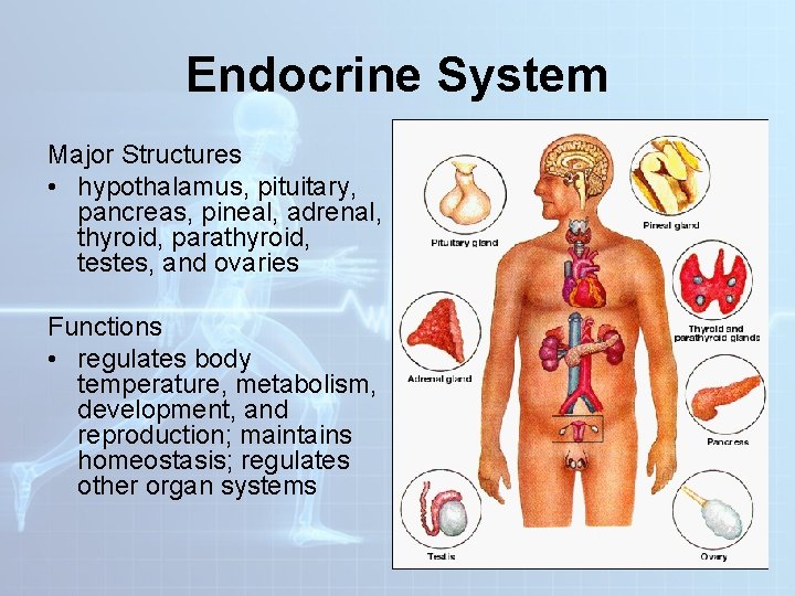 Endocrine System Major Structures • hypothalamus, pituitary, pancreas, pineal, adrenal, thyroid, parathyroid, testes, and Endocrine System Major Structures • hypothalamus, pituitary, pancreas, pineal, adrenal, thyroid, parathyroid, testes, and