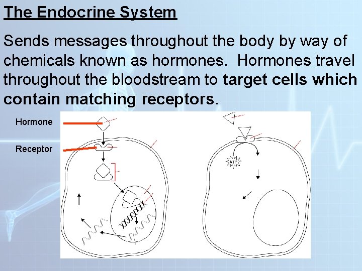 The Endocrine System Sends messages throughout the body by way of chemicals known as The Endocrine System Sends messages throughout the body by way of chemicals known as