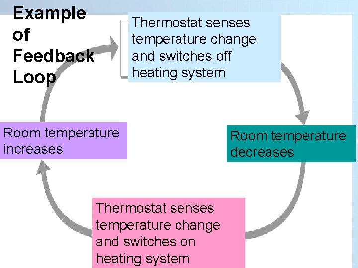 Example of Feedback Loop Thermostat senses temperature change and switches off heating system Section Example of Feedback Loop Thermostat senses temperature change and switches off heating system Section