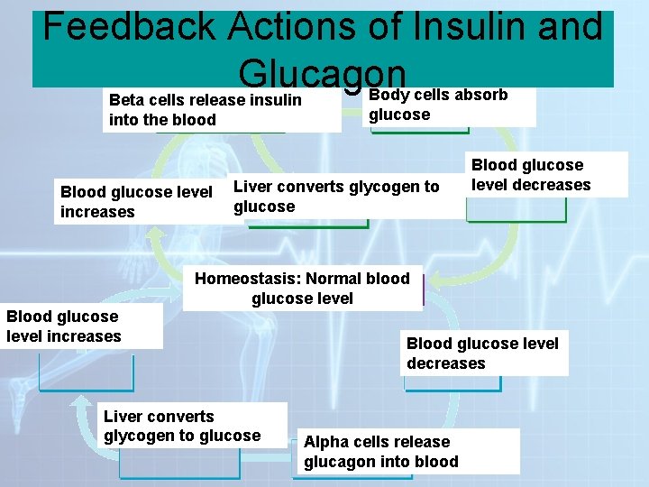 Feedback Actions of Insulin and Glucagon Body cells absorb Beta cells release insulin glucose Feedback Actions of Insulin and Glucagon Body cells absorb Beta cells release insulin glucose