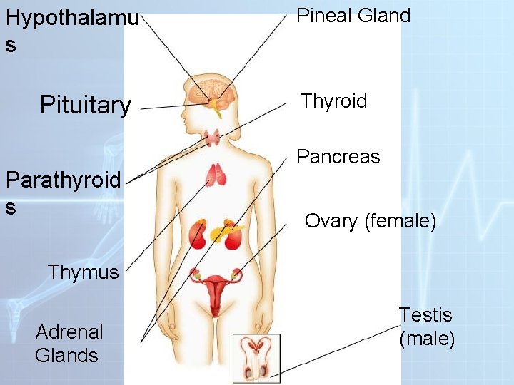 Hypothalamu s Pituitary Parathyroid s Pineal Gland Thyroid Pancreas Ovary (female) Thymus Adrenal Glands Hypothalamu s Pituitary Parathyroid s Pineal Gland Thyroid Pancreas Ovary (female) Thymus Adrenal Glands
