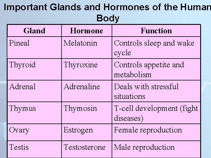 Important Glands and Hormones of the Human Body Gland Pineal Hormone Melatonin Thyroid Thyroxine Important Glands and Hormones of the Human Body Gland Pineal Hormone Melatonin Thyroid Thyroxine