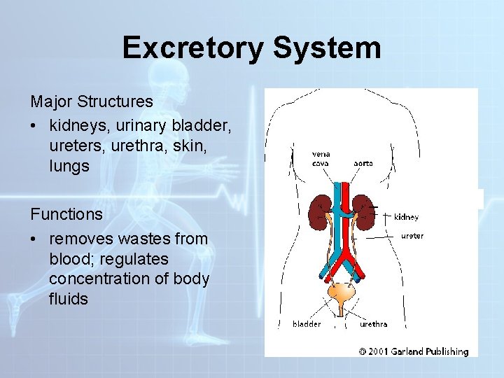 Excretory System Major Structures • kidneys, urinary bladder, ureters, urethra, skin, lungs Functions • Excretory System Major Structures • kidneys, urinary bladder, ureters, urethra, skin, lungs Functions •