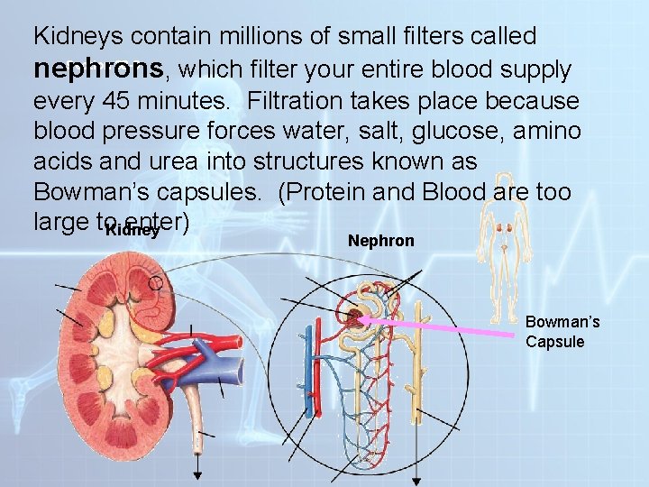 Kidneys contain millions of small filters called Section 38 -3 nephrons , which filter Kidneys contain millions of small filters called Section 38 -3 nephrons , which filter