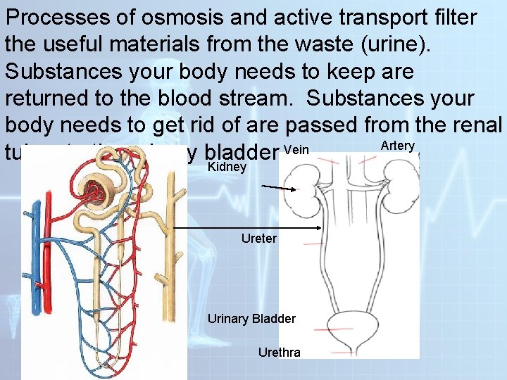 Processes of osmosis and active transport filter the useful materials from the waste (urine). Processes of osmosis and active transport filter the useful materials from the waste (urine).