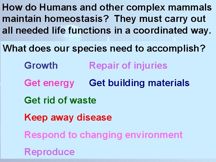 How do Humans and other complex mammals maintain homeostasis? They must carry out all How do Humans and other complex mammals maintain homeostasis? They must carry out all
