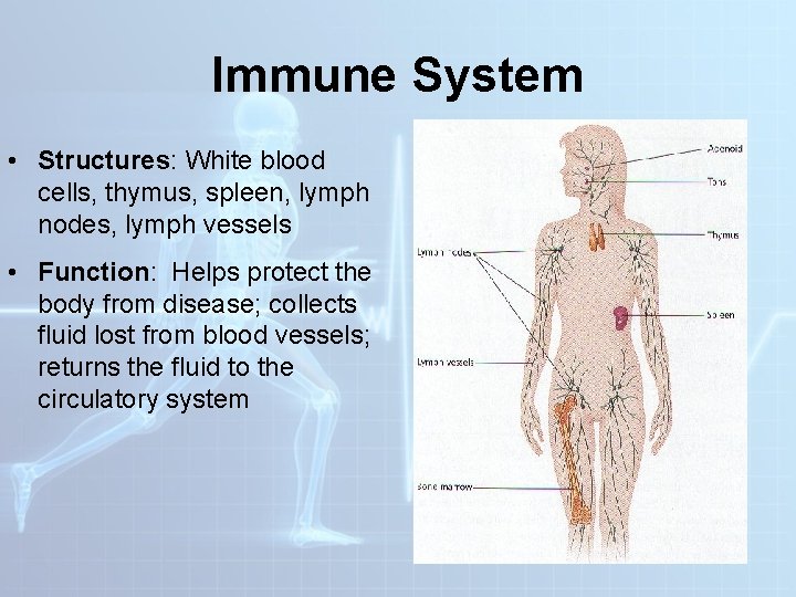 Immune System • Structures: White blood cells, thymus, spleen, lymph nodes, lymph vessels • Immune System • Structures: White blood cells, thymus, spleen, lymph nodes, lymph vessels •