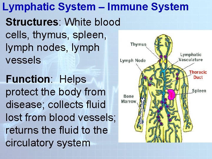 Lymphatic System – Immune System Structures: White blood cells, thymus, spleen, lymph nodes, lymph Lymphatic System – Immune System Structures: White blood cells, thymus, spleen, lymph nodes, lymph