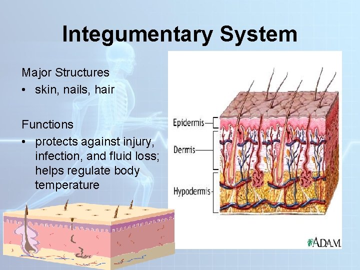 Integumentary System Major Structures • skin, nails, hair Functions • protects against injury, infection, Integumentary System Major Structures • skin, nails, hair Functions • protects against injury, infection,