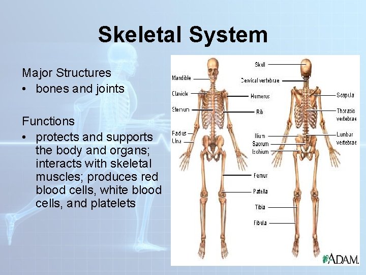Skeletal System Major Structures • bones and joints Functions • protects and supports the Skeletal System Major Structures • bones and joints Functions • protects and supports the