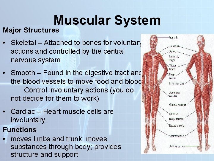 Muscular System Major Structures • Skeletal – Attached to bones for voluntary actions and Muscular System Major Structures • Skeletal – Attached to bones for voluntary actions and