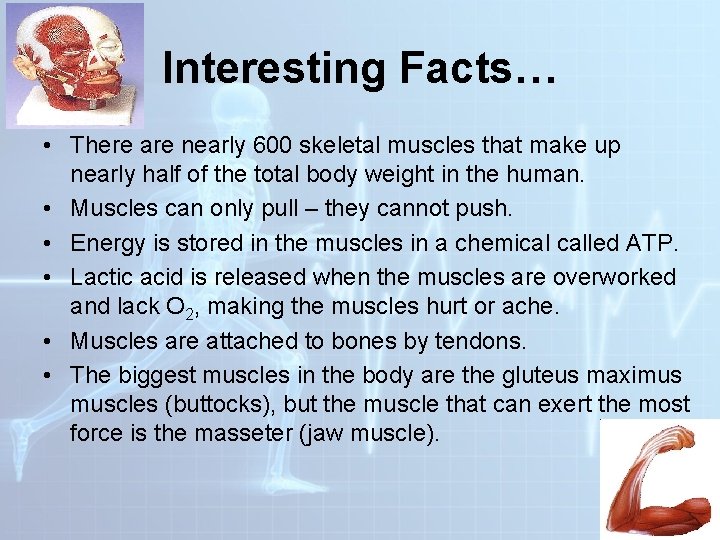 Interesting Facts… • There are nearly 600 skeletal muscles that make up nearly half Interesting Facts… • There are nearly 600 skeletal muscles that make up nearly half
