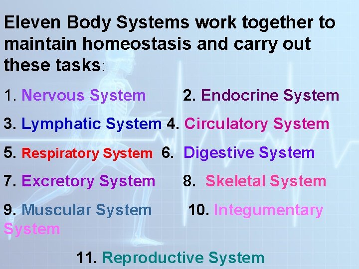 Eleven Body Systems work together to maintain homeostasis and carry out these tasks: 1. Eleven Body Systems work together to maintain homeostasis and carry out these tasks: 1.