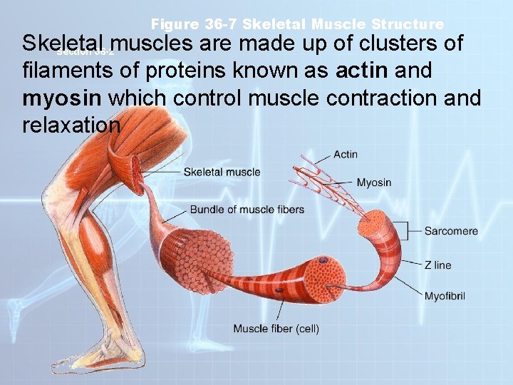 Figure 36 -7 Skeletal Muscle Structure Skeletal muscles are made up of clusters of Figure 36 -7 Skeletal Muscle Structure Skeletal muscles are made up of clusters of