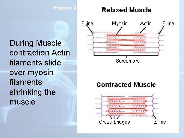 Figure 36 -8 Muscle Contraction During Muscle contraction Actin filaments slide over myosin filaments Figure 36 -8 Muscle Contraction During Muscle contraction Actin filaments slide over myosin filaments
