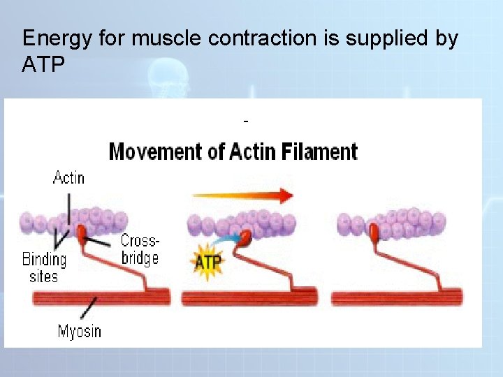 Energy for muscle contraction is supplied by ATP  Energy for muscle contraction is supplied by ATP