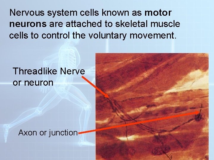 Nervous system cells known as motor neurons are attached to skeletal muscle cells to Nervous system cells known as motor neurons are attached to skeletal muscle cells to