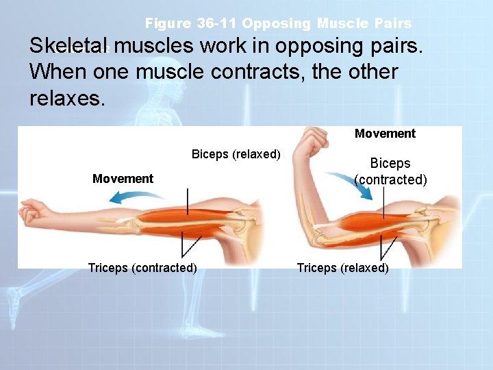 Figure 36 -11 Opposing Muscle Pairs Skeletal Section 36 -2 muscles work in opposing Figure 36 -11 Opposing Muscle Pairs Skeletal Section 36 -2 muscles work in opposing