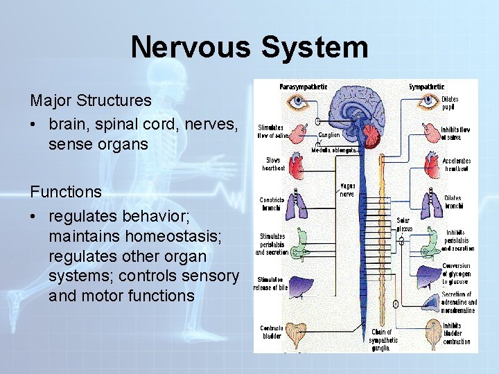 Nervous System Major Structures • brain, spinal cord, nerves, sense organs Functions • regulates Nervous System Major Structures • brain, spinal cord, nerves, sense organs Functions • regulates