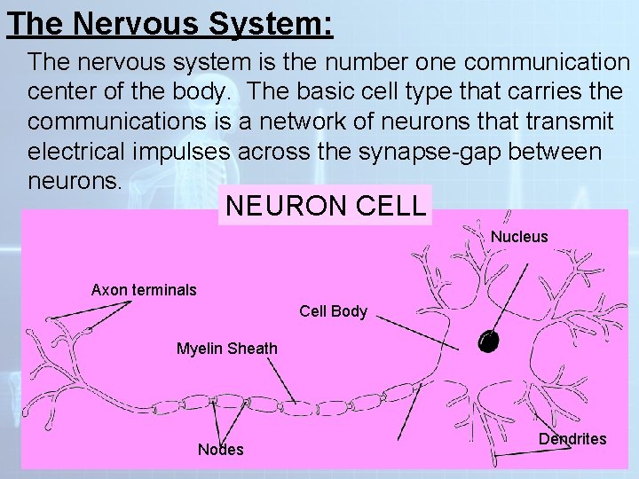 The Nervous System: The nervous system is the number one communication center of the The Nervous System: The nervous system is the number one communication center of the