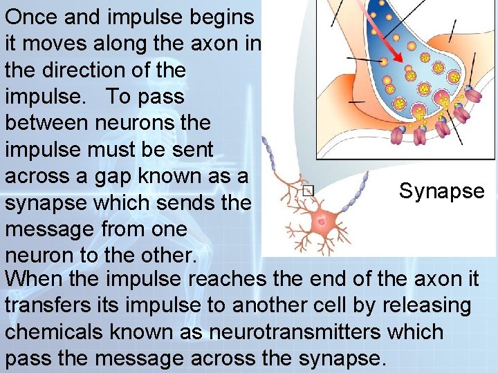 Once and impulse begins it moves along the axon in the direction of the Once and impulse begins it moves along the axon in the direction of the