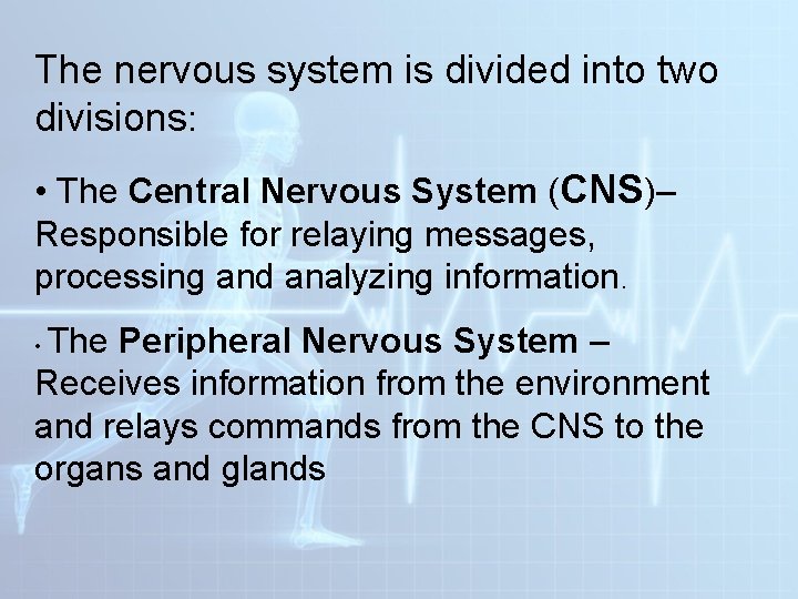 The nervous system is divided into two divisions: • The Central Nervous System (CNS)– The nervous system is divided into two divisions: • The Central Nervous System (CNS)–