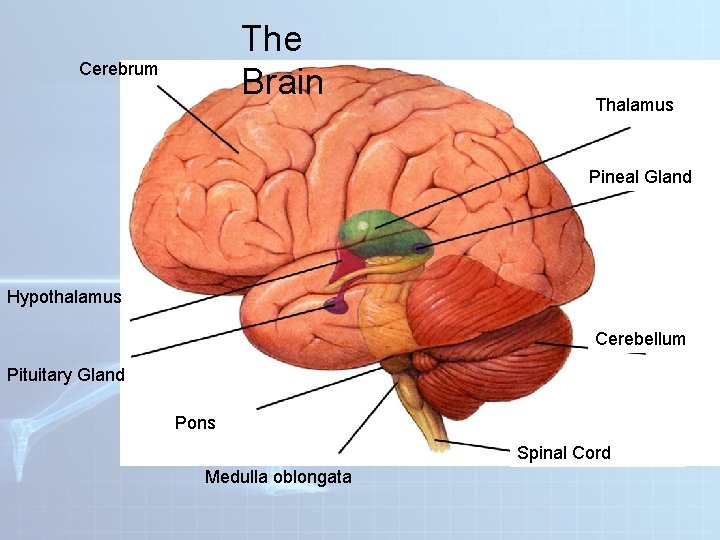 The Brain Cerebrum Thalamus Pineal Gland Hypothalamus Cerebellum Pituitary Gland Pons Spinal Cord Medulla The Brain Cerebrum Thalamus Pineal Gland Hypothalamus Cerebellum Pituitary Gland Pons Spinal Cord Medulla