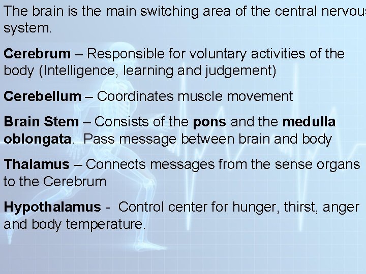 The brain is the main switching area of the central nervous system. Cerebrum – The brain is the main switching area of the central nervous system. Cerebrum –