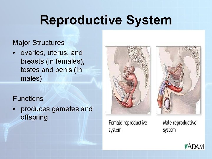 Reproductive System Major Structures • ovaries, uterus, and breasts (in females); testes and penis Reproductive System Major Structures • ovaries, uterus, and breasts (in females); testes and penis
