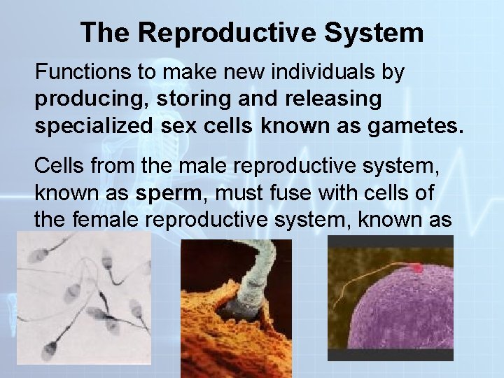 The Reproductive System Functions to make new individuals by producing, storing and releasing specialized The Reproductive System Functions to make new individuals by producing, storing and releasing specialized