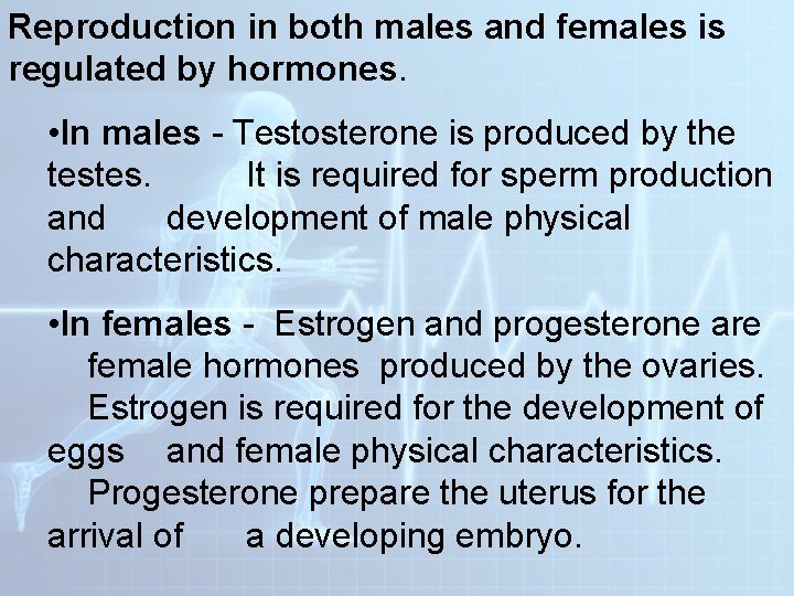 Reproduction in both males and females is regulated by hormones. • In males - Reproduction in both males and females is regulated by hormones. • In males -