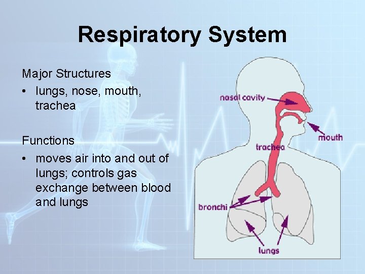 Respiratory System Major Structures • lungs, nose, mouth, trachea Functions • moves air into Respiratory System Major Structures • lungs, nose, mouth, trachea Functions • moves air into