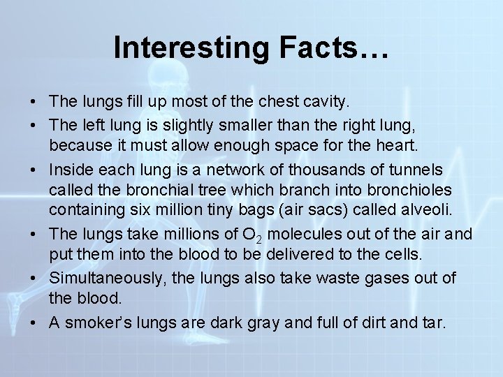 Interesting Facts… • The lungs fill up most of the chest cavity. • The Interesting Facts… • The lungs fill up most of the chest cavity. • The
