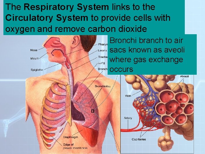 The Respiratory System to the. System Figure 37 -13 Thelinks Respiratory Circulatory System to The Respiratory System to the. System Figure 37 -13 Thelinks Respiratory Circulatory System to